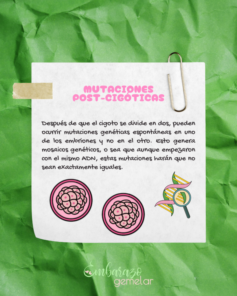 gemelos monocoriales